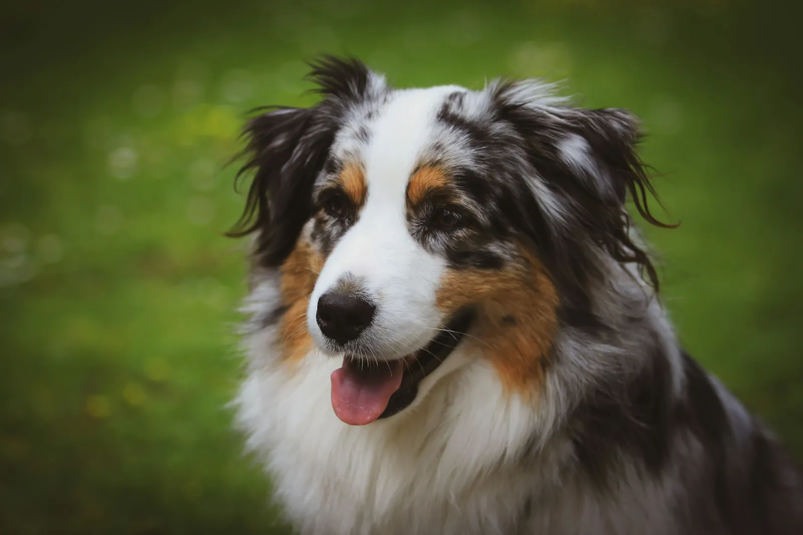 Australian Shepherd