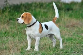 Beagle
