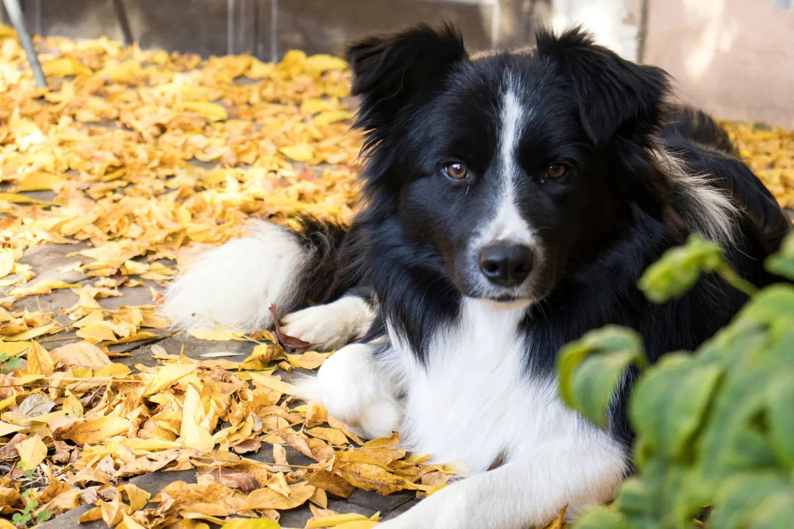 Border Collie