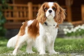 Cavalier King Charles Spaniel