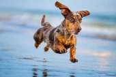 Dachshund