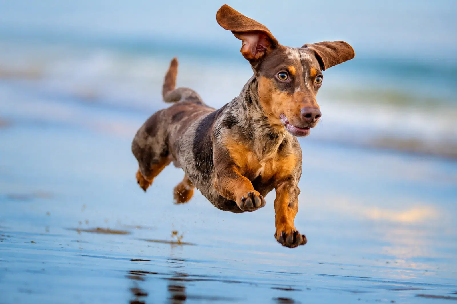 Dachshund