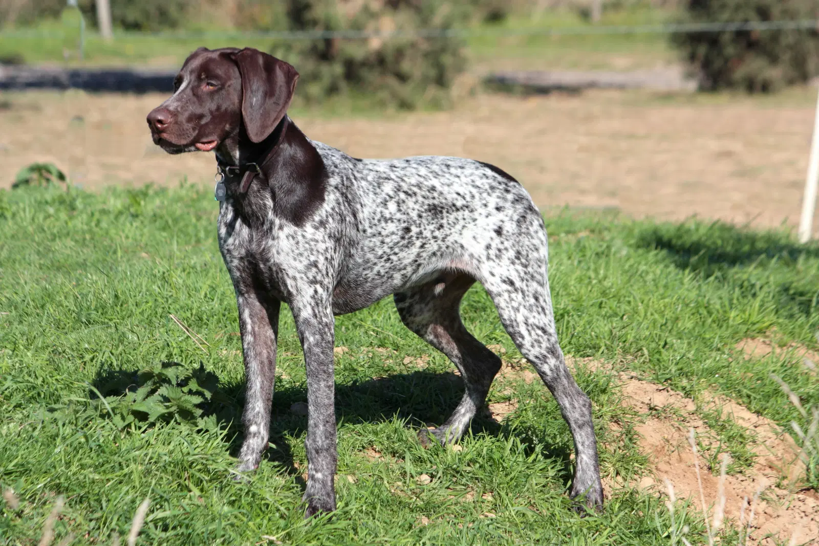 German Shorthaired Pointer