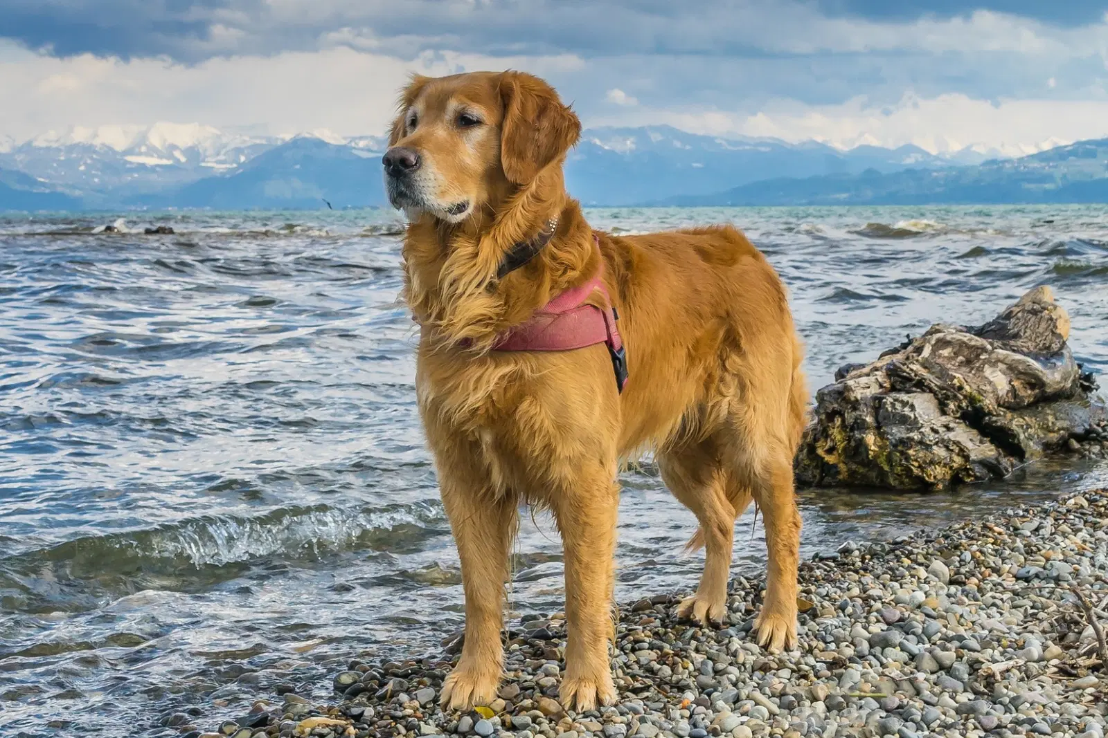 Golden Retriever