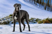 Great Dane