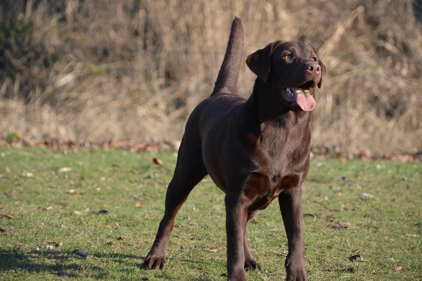 Labrador Retriever