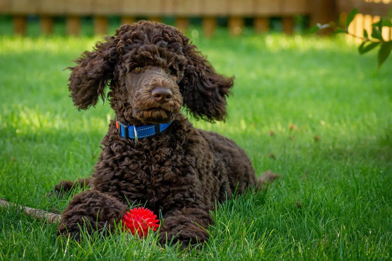 Poodle (Miniature)