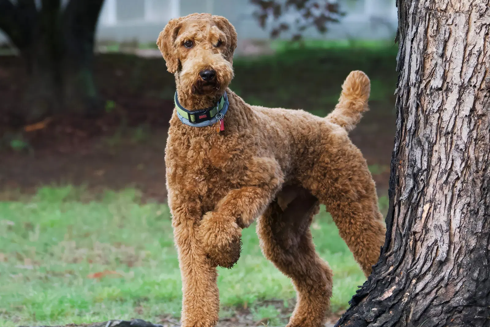Poodle (Standard)