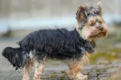 Yorkshire Terrier