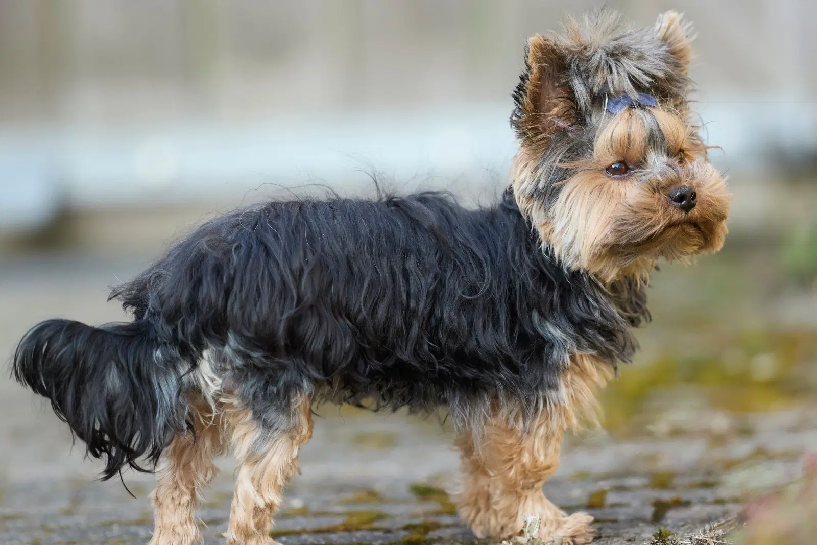 Yorkshire Terrier